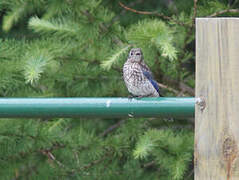 Eastern Bluebird