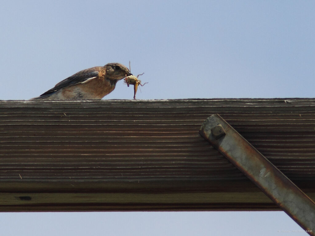 Eastern Bluebird, identification, eats