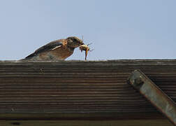 Eastern Bluebird