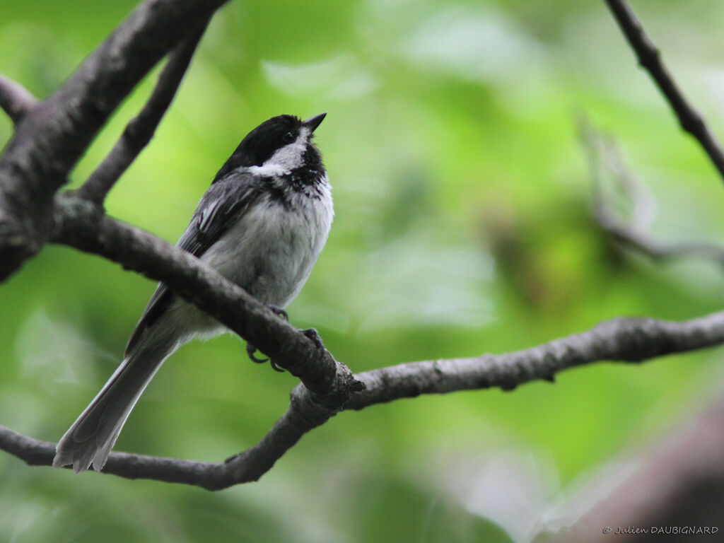 Mésange à tête noire, identification