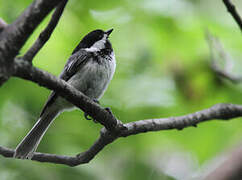 Black-capped Chickadee