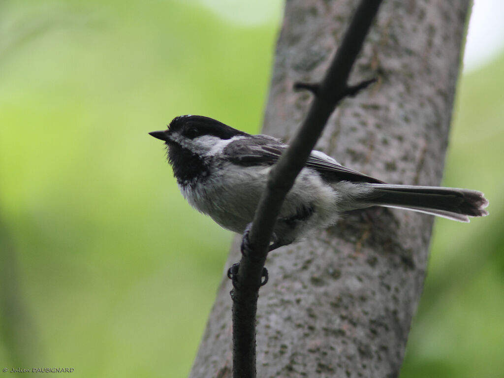 Black-capped Chickadee, identification