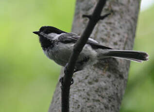 Mésange à tête noire