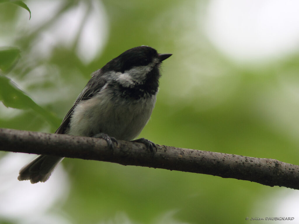 Mésange à tête noire, identification