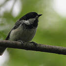 Mésange à tête noire