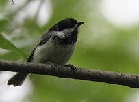 Mésange à tête noire