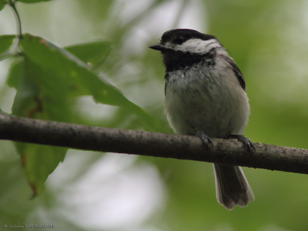 Mésange à tête noire, identification