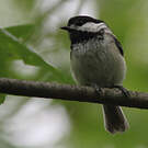 Mésange à tête noire