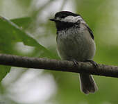 Mésange à tête noire