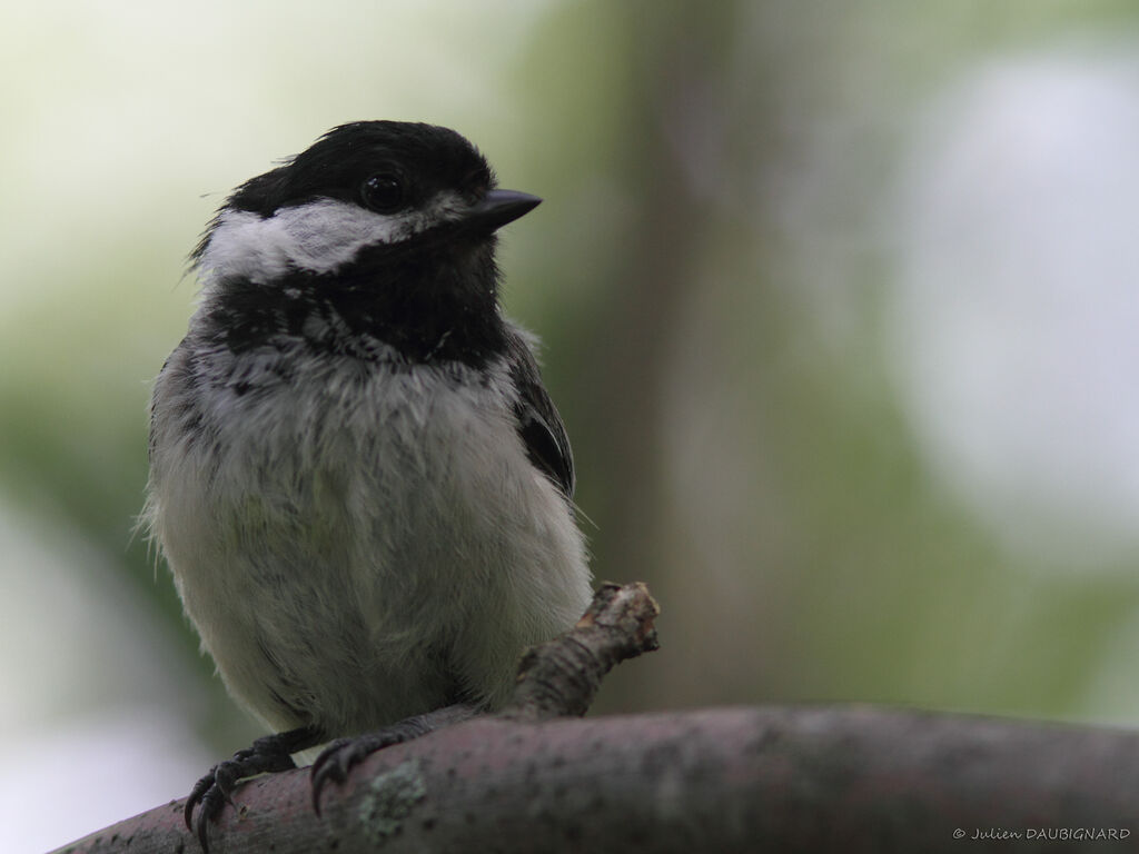 Mésange à tête noire, identification