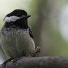 Mésange à tête noire