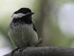 Black-capped Chickadee