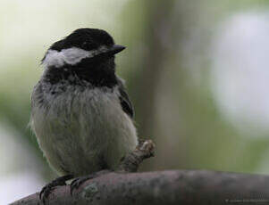 Mésange à tête noire