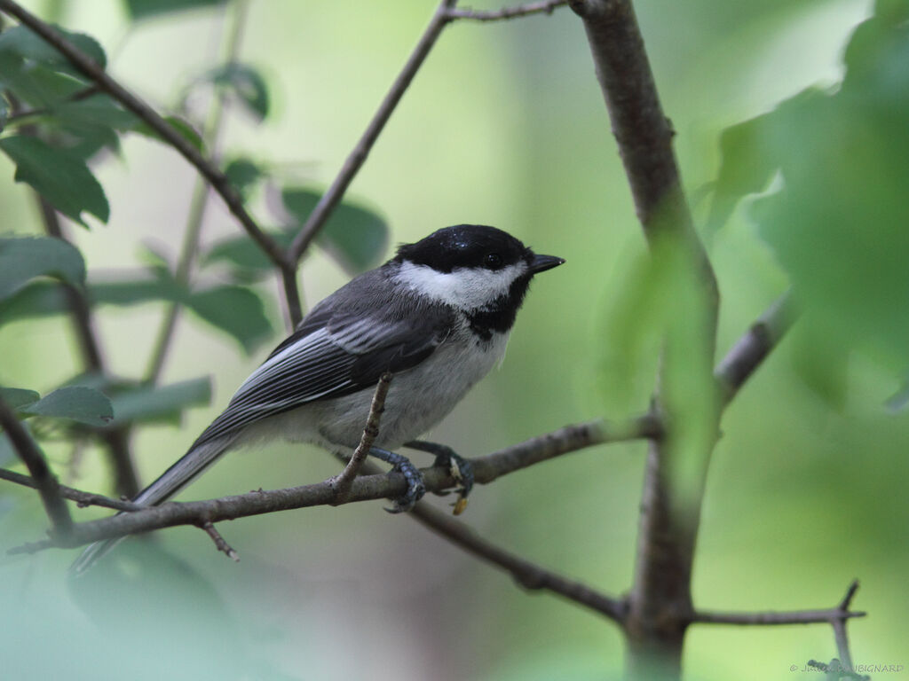 Mésange à tête noire, identification