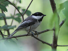 Black-capped Chickadee