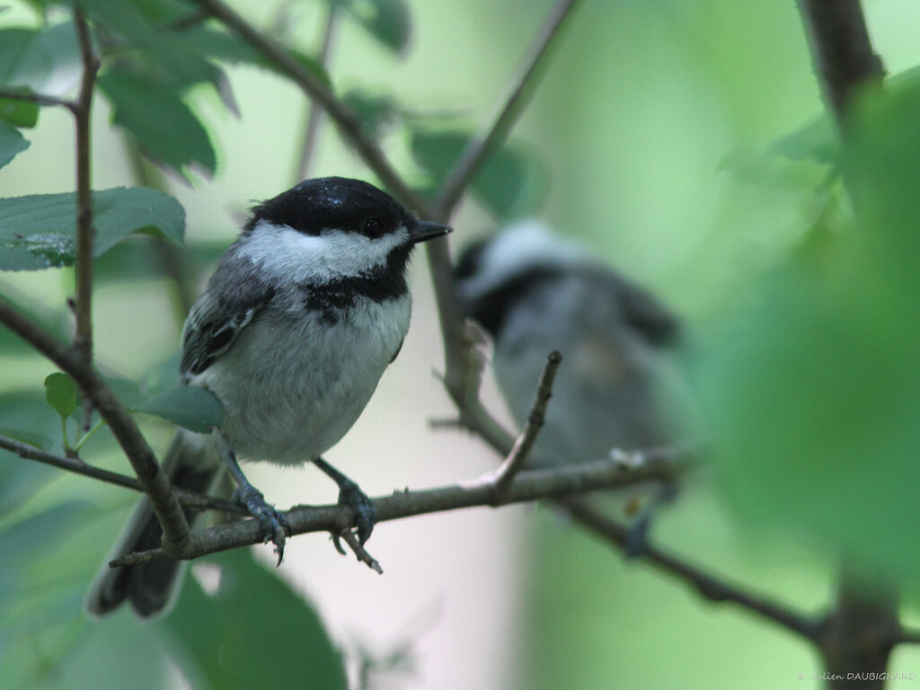 Mésange à tête noire, identification