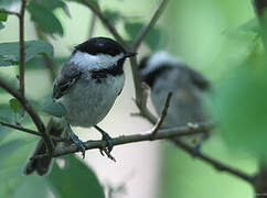 Black-capped Chickadee