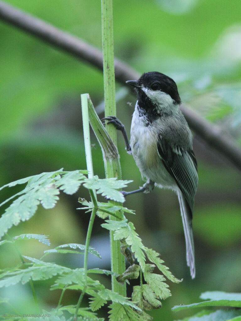 Mésange à tête noire, identification