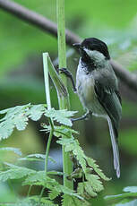 Mésange à tête noire