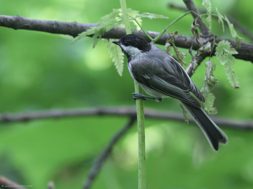 Mésange à tête noire, identification