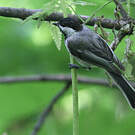 Mésange à tête noire