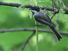 Black-capped Chickadee