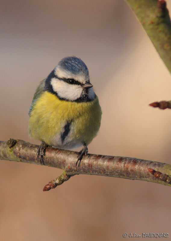 Mésange bleue, identification