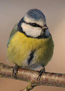 Eurasian Blue Tit