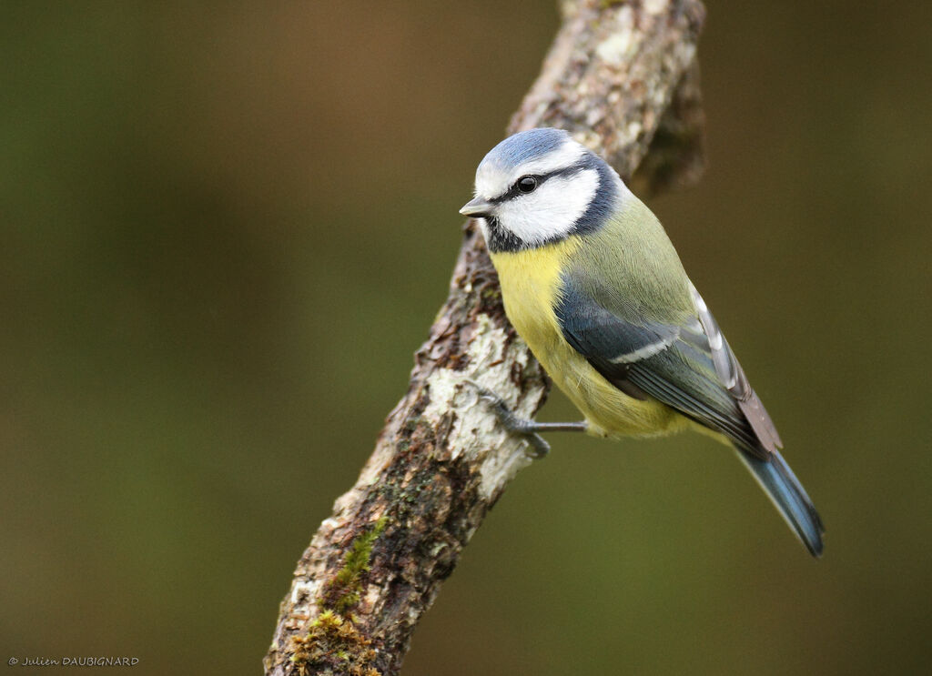 Eurasian Blue Tit, identification