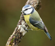 Eurasian Blue Tit