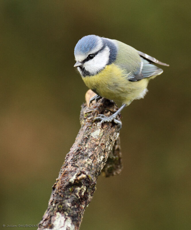 Eurasian Blue Tit, identification