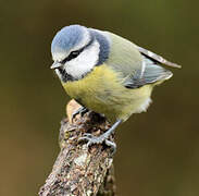 Mésange bleue