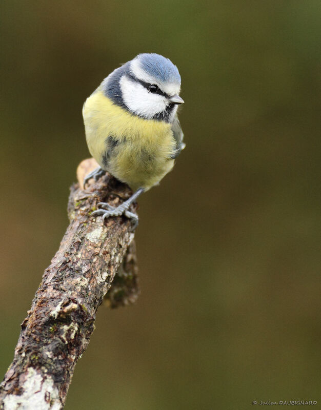 Eurasian Blue Tit, identification