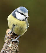 Mésange bleue