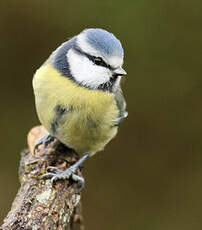 Mésange bleue