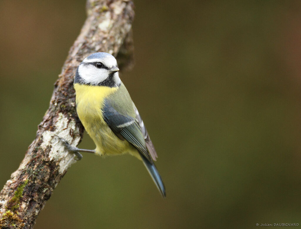 Eurasian Blue Tit, identification