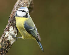 Eurasian Blue Tit