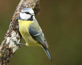 Mésange bleue