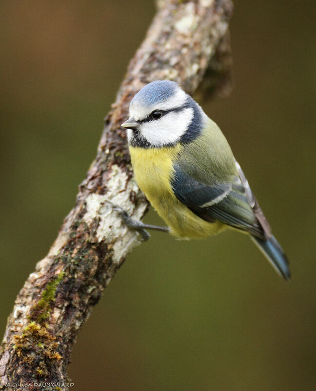 Mésange bleue, identification