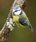 Eurasian Blue Tit