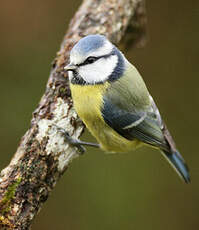 Mésange bleue