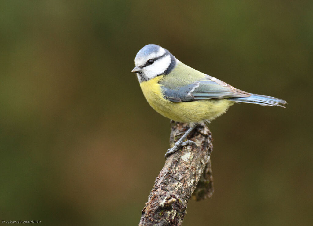 Eurasian Blue Tit, identification