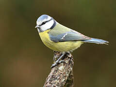 Mésange bleue