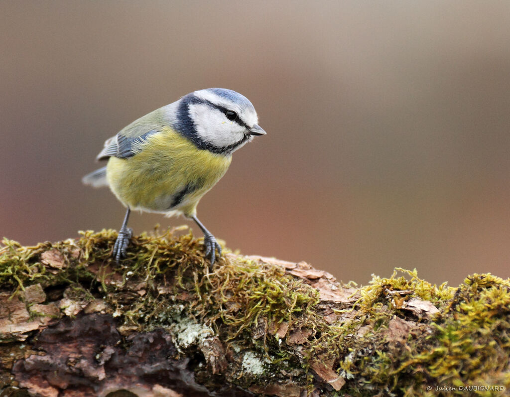 Mésange bleue, identification