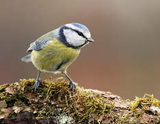 Mésange bleue