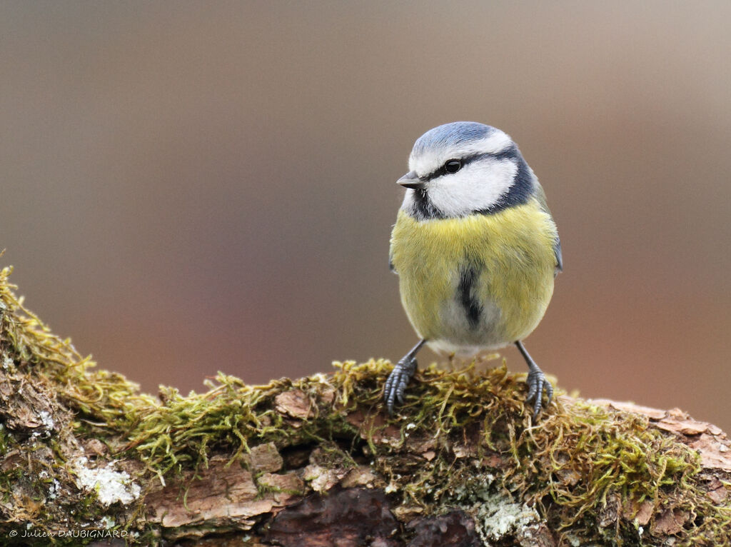 Eurasian Blue Tit, identification