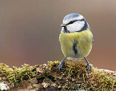 Mésange bleue