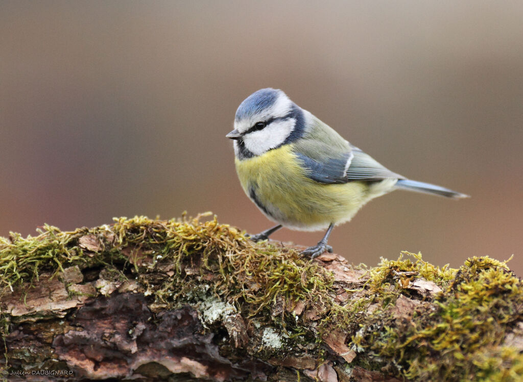 Eurasian Blue Tit, identification