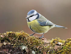 Mésange bleue