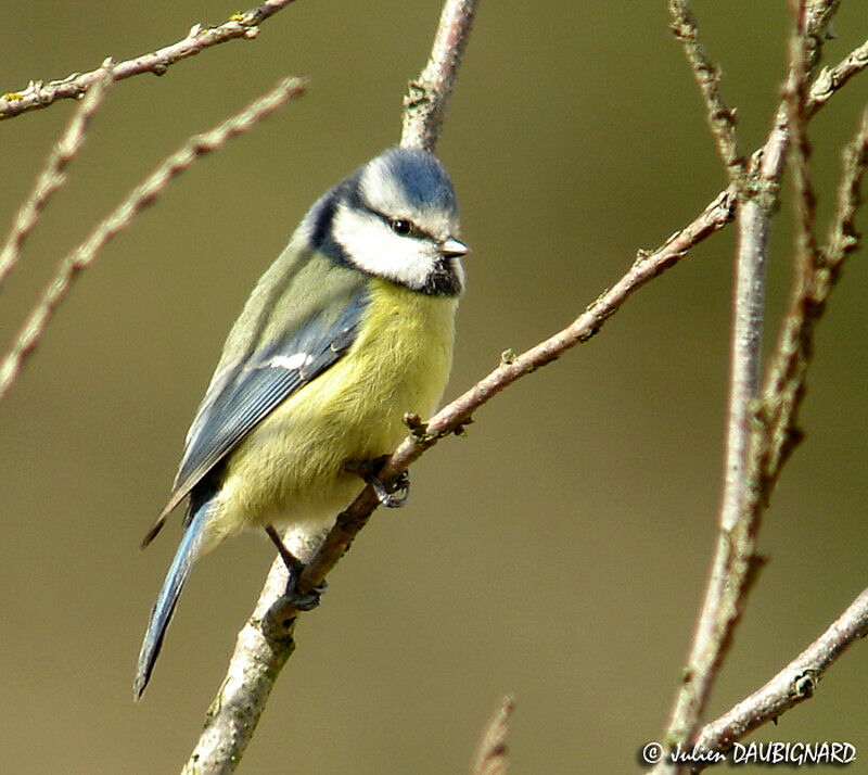 Mésange bleue